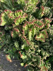 11／6以降順次発送】多頭株 ザミア フルフラセア｜メキシコソテツ