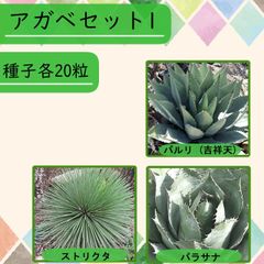 【種子】アガベSET1 3種20粒 全60粒