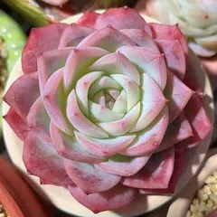 elegans 多肉植物 エケベリア 韓国苗 超美苗 大苗のサムネイル