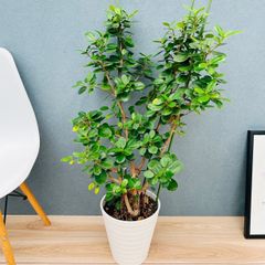 ［現品］4番　柱サボテン　鬼面角 ブランチ　8号　観葉　室内　大型　多肉植物 現品］4番 柱サボテン 鬼面角 ブランチ 8号 観葉 室内 大型 多肉