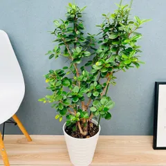 2025年最新】パンダガジュマルの人気アイテム - メルカリ