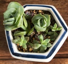 多肉植物寄せ植え