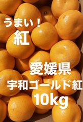 愛媛県産　宇和ゴールド紅　河内晩柑　柑橘　10kg