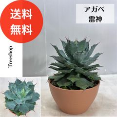 アガベ 雷神【送料無料】高さ0.35ｍ（鉢込み） 幅0.3ｍ 24cmプラ鉢 多肉植物 ドライガーデン インテリア 観葉植物 耐寒性