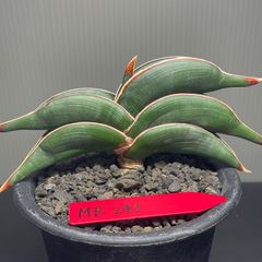 サンスベリア　ロリダ　発根済