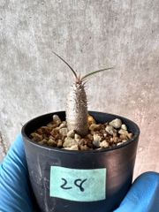 【現品限り】パキポディウム・グラキリス【A28】 Pachypodium gracilius【植物】塊根植物 夏型 コーデックス