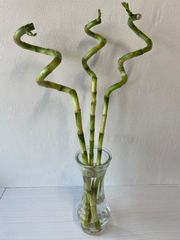 【ミリオンバンブー 約60cm前後 3本セット】万年竹 スパイラルバンブー ドラセナ サンデリアーナ 切り花
