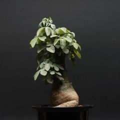 "Adenia fruticosa" アデニア フルチコーサ 管理2161