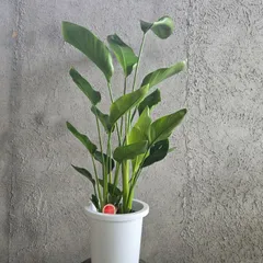 よこみつ様専 激安！　ストレチア　オーガスタ A 大型❗️ 170センチ　10号鉢 楽天市場】観葉植物 ストレリチア・オーガスタ 7号 角陶器鉢