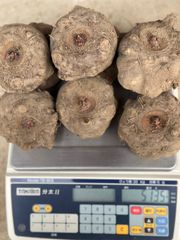 令和6年度産こんにゃく芋(みやままさり)25kg