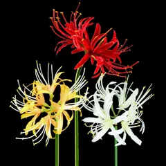 zyalousy32nd 祝祷-白無垢- 曼珠沙華