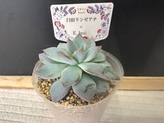 乙女蛍 コキリノさん苗 札なし 抜き苗 - メルカリ