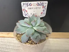 2025年最新】臼田リンゼアナの人気アイテム - メルカリ