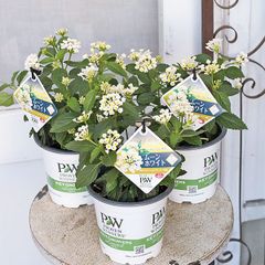 花苗 PW スーパーランタナ ムーンホワイト 4号 栄養系 白 多年草 丈夫 強い 長く咲く