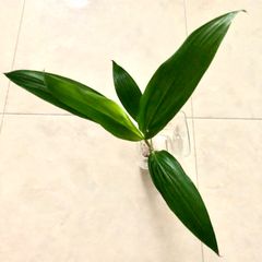 《発根済み》ティーリーフ　トップカット苗