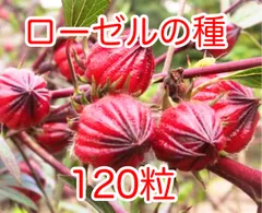 自然農☆ハイビスカス☆ローゼルの種☆120粒☆固定種☆2025年収穫