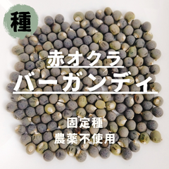 【種】赤オクラ　バーガンディ　農薬不使用　20粒