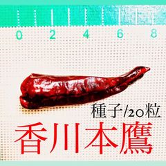 香川本鷹　種子　20粒　唐辛子　鷹の爪