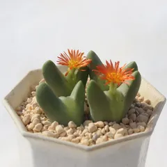 秋紅姫 4頭 TK-10-35 コノフィツム 写真の子をお届け 多肉植物 コノフィツム通販 多肉植物販売