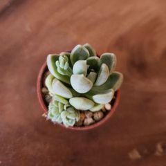 おもち　つぶつぶ屋さん　抜き苗　多肉植物
