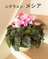 シクラメン　メシア　オリジナルシクラメン　希少種　フリンジ咲き　絞咲き　底面吸水
