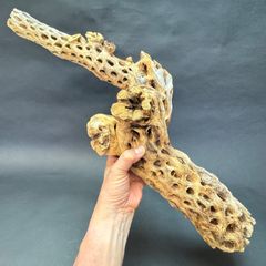 肉厚I枝(特大)長め-7: (約)長さ68.5cm×最大幅21cm×最大φ12cm＊ 重さ(約)1.3kg カクタススケルトン1本 (サボテンの骨/スケルトンウッド/オブジェ) エアプランツ含まず＠フラワーショップ江口
