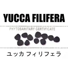 2025年最新】ユッカフィリフェラの人気アイテム - メルカリ 2025年最新】ユッカフィリフェラの人気アイテム - メルカリ