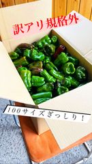 訳アリ　朝採れ新鮮パリパリピーマン　100サイズぎっしり！