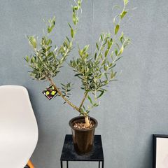 ［現品］14番　創樹　オリーブ　ネバディロブランコ　5号　観葉植物  屋外　ベランダ  souju オリーブの木