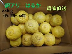 訳あり　はるか　2.5ｋｇ　愛媛県　大洲市産　農家直送　北海道・沖縄への発送不可 4月17日（木）８時までの受付