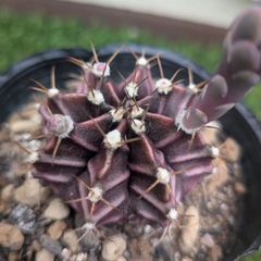サボテン　ギムノカリキウム属　牡丹玉
