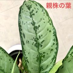 【希少】 アグラオネマ　木立性