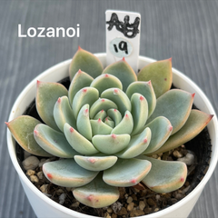 『Lozanoi』原種　多肉植物