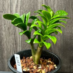 ザミオクルカス　ザミフォーリア　コンパクト　Zamioculcas zamiifolia Compact