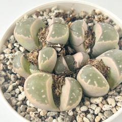 【多肉植物】メセン・リトープス　オリーブ玉　Lithops olivaceae