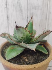 アガベ チタノタ ブラック&ブルー オテロイ Agave titanota oteroi