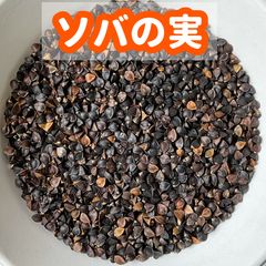 長野県産 玄ソバ 蕎麦の実 蕎麦信濃1号 500g - メルカリ