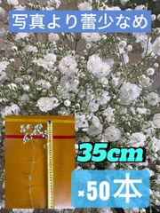 【農家直送】カスミソウ　白　35センチ50本入