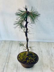 蛇の目松　盆栽　じゃのめまつ