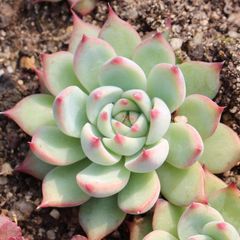 ZM1528ピンクウィッチ(多頭） 韓国苗 多肉植物 抜き苗