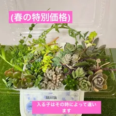 〜多肉植物カット苗〜詰め合わせ100gパック (フードパック発送)