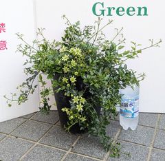 【お買得】クレマチス　天使のすず　ピクシー　大鉢　６号