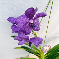 ［現品］9番　蘭　バンダ　観葉植物　レア　ハンギング　ラン　かわいい　吊り下げ　ヒスイラン　花　多年草