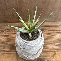サンセベリア フランシシー 斑入 現品 Sansevieria francisi variegated サンスベリア フランシー 斑入り バリエガタ 観葉植物 観葉 植物 珍奇植物 珍奇 珍しい レア 希少 インテリア プレゼント 空気清浄 マイナスイオン