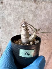 【現品限り】パキポディウム・グラキリス【A34】 Pachypodium gracilius【植物】塊根植物 夏型 コーデックス