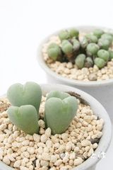 プベルルム 2頭 コノフィツム Mサイズ5.5ｃｍポット 小型 ハート型 輝黄花 Conophytum puberulum 多肉植物 多肉永遠