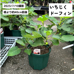 いちじくドーフィン・果樹