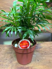 テーブルヤシ　4号　観葉植物　インテリア　グリーン　ミニ観葉　スタイリッシュ　ショップ　リビング