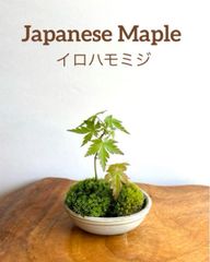ミニ盆栽　ホソバオキナゴケとイロハモミジ 2本（萬古焼・楕円形の鉢）