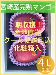 朝収穫！産地直送【4L】宮崎県産　完熟マンゴー　化粧箱入